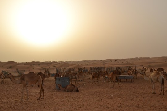 Dubai_Desert safari 24