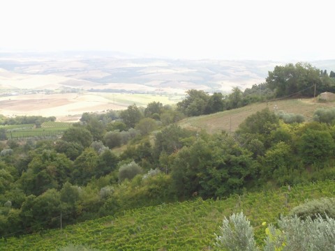 Toscana 31