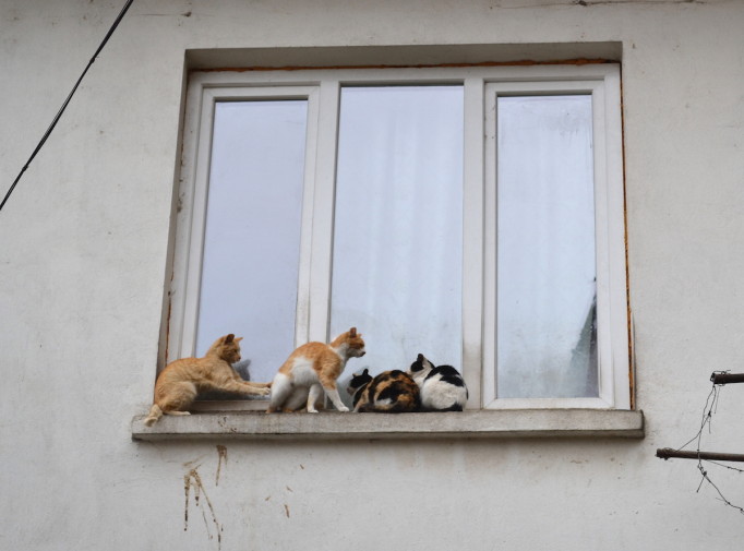 Veliko Tarnovo 16_Cats 2